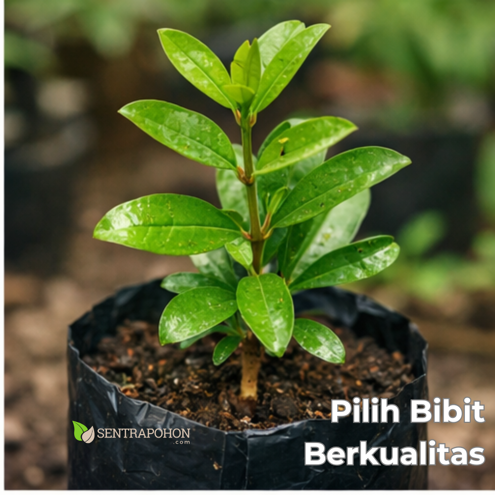 delima 2.2 &bull; Cara Menanam Delima Merah di Pekarangan Rumah