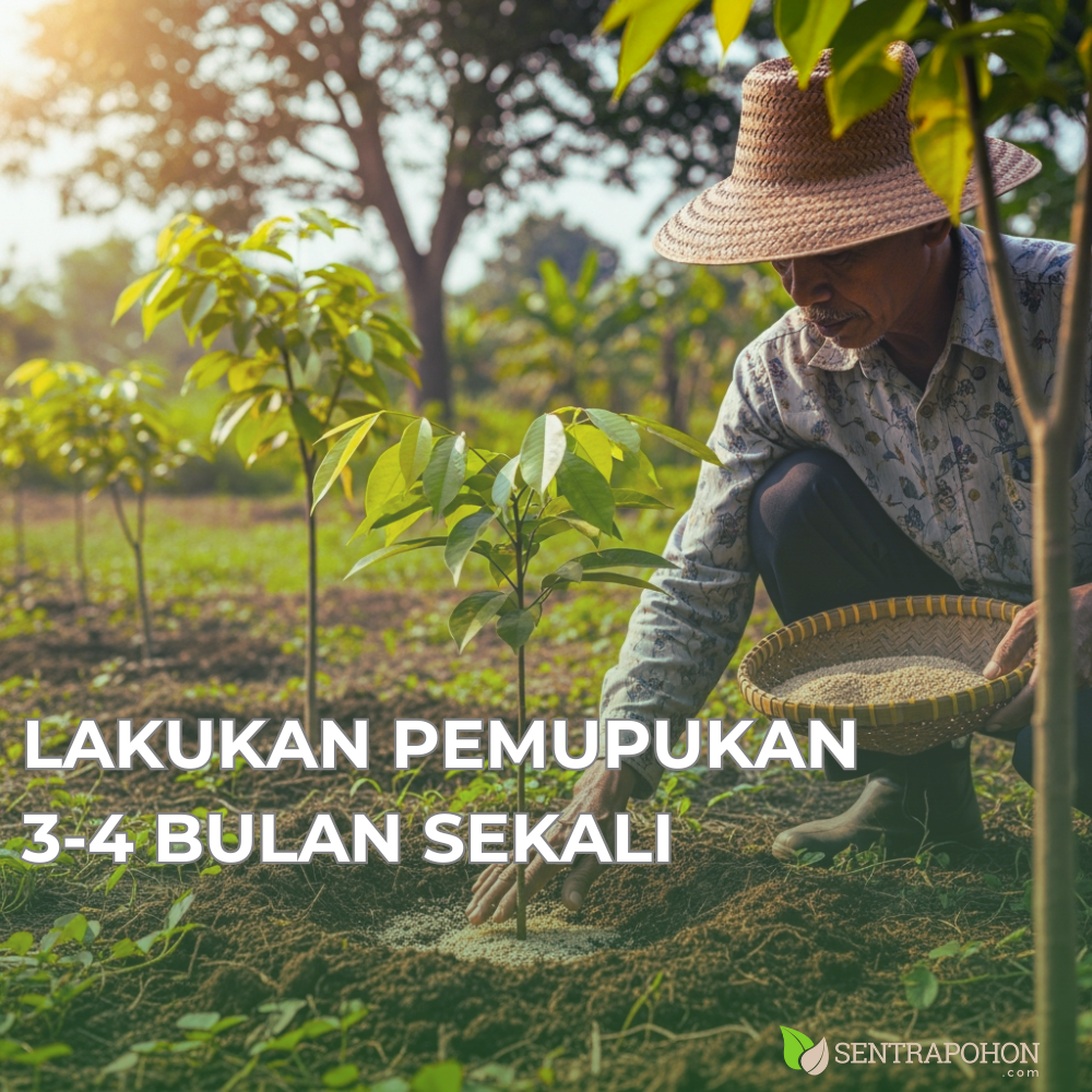 duku 3 &bull; Cara Menanam Duku Palembang: Investasi Jangka Panjang