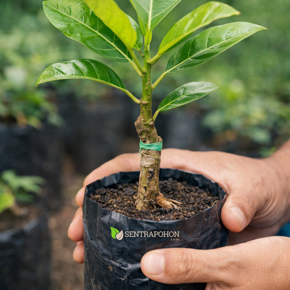nangka mini 2 &bull; Cara Menanam Nangka Mini & Sayur Agar Cepat Berbuah